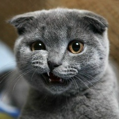 Карлен Микаелян, 21.11, Иркутск