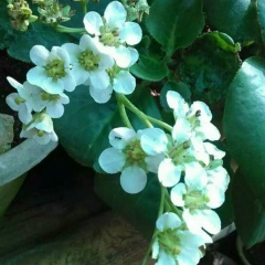 Aung Ko-Win, 15.10.1998