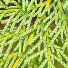 Руслан Зиннатуллин, 25.10.1988, Казань