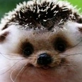 Zhanulya Manulya, 28.11