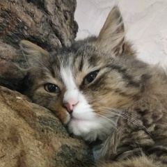 Александр Грешник, 01.04