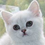 Ляля Синицкая, 01.01, Гаджиево