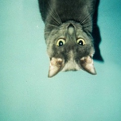 Екатерина Пшеничная