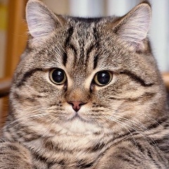 Данияр Токтогонов, Бишкек