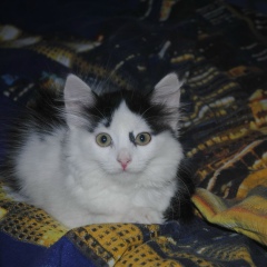 Виктор Волянский, 26.07.1985, Великий Новгород