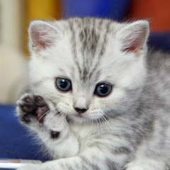 Диана Побединская, 29.10, Москва