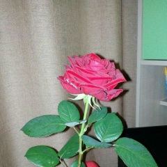 Алёна Курбатова, 04.08.1988, Сургут