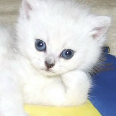 Армине Арзуманьяк, 08.01