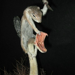 Саша Григорьев, 27.06, Киев