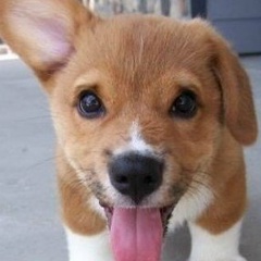 Сергей Кысса, Николаев