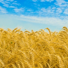 Александр Давидюк, 13.01, Мариуполь