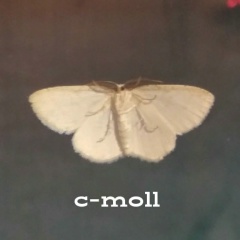 Селиван Носовский, 20.10, Москва