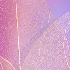 Sonya Larina, Москва