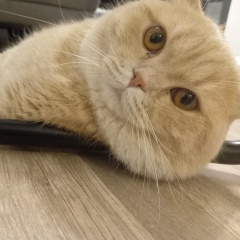 Arhan Gani, 02.08.2010