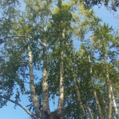 Иван Анисимов, 21.05, Красноярск