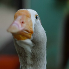 Евгений Сосновский, 12.04, Санкт-Петербург