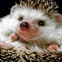 Николай Соловьев, 26.03.1986, Красноярск