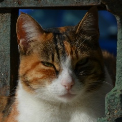 Лена Ленова