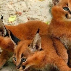 Марьяна Калибатова, 02.07, Нарткала