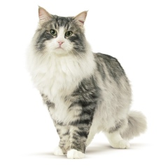 Ольга Черемисина, 12.05, Пермь