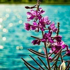 Lala Yusifova, 04.01.1995, Екатеринбург