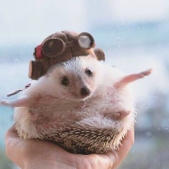 Lilu Mamasheva, 15.11