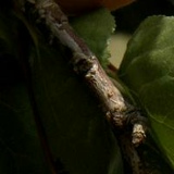 Варвара Абрикосовая, 21.05, Запорожье