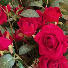 Аслы Бурак, Алматы