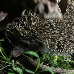 Юлия Юлия, Долгопрудный