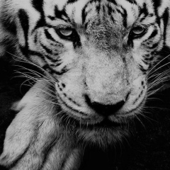 Jafarli Seyidhajagha, 17.12.1994, Харьков