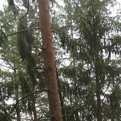 Роман Лаврик, Miami Beach