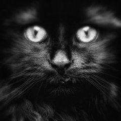 Alvard Rostomyan, 18.08.1992, Ереван