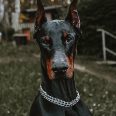 Андрей Иллюминат