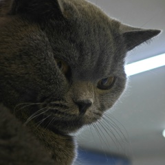 Анна Карамушко, Азов