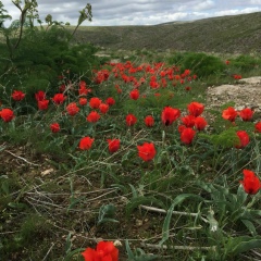 Ирина Сюткина, 09.05, Тараз