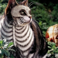 Ваня Хотенко, Киев