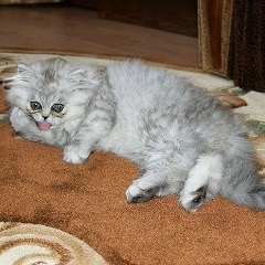 Павел Шавров, 12.01, Москва