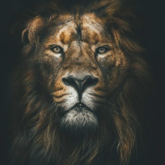 Адиль Алиев, 08.11, New York City