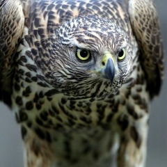 Мурат Толбай-Улу, 06.09, Краснодар