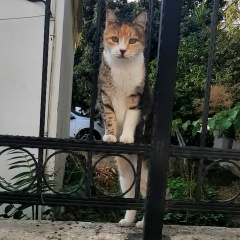 Светлана Макарова