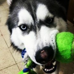 Valeriya Mospanenko, 29.08, Хайфа