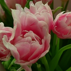 Таня Конькова