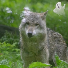 Борис Хентов, 26.12.1981, Санкт-Петербург