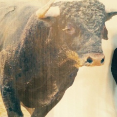 Alikhan Zhamalov, 26.05.1994, Алматы