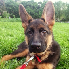 Феофан Rodrigues, 27.02.1984, Москва