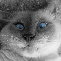 Андрей Зубенко