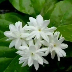 Sa-Bai Hlaing, 06.08.1974, Myingyan