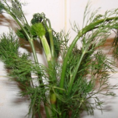 Артем Крижанівський, 01.01, Днепр (Днепропетровск)