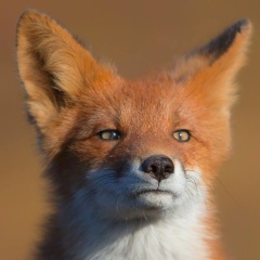 Никита Кузнецов