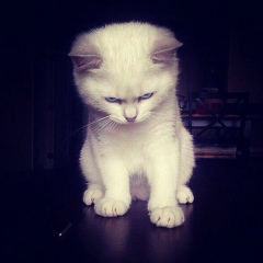 Светлана Аршинникова